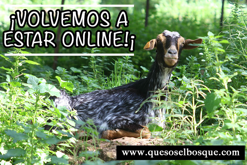 volvemos a estar online