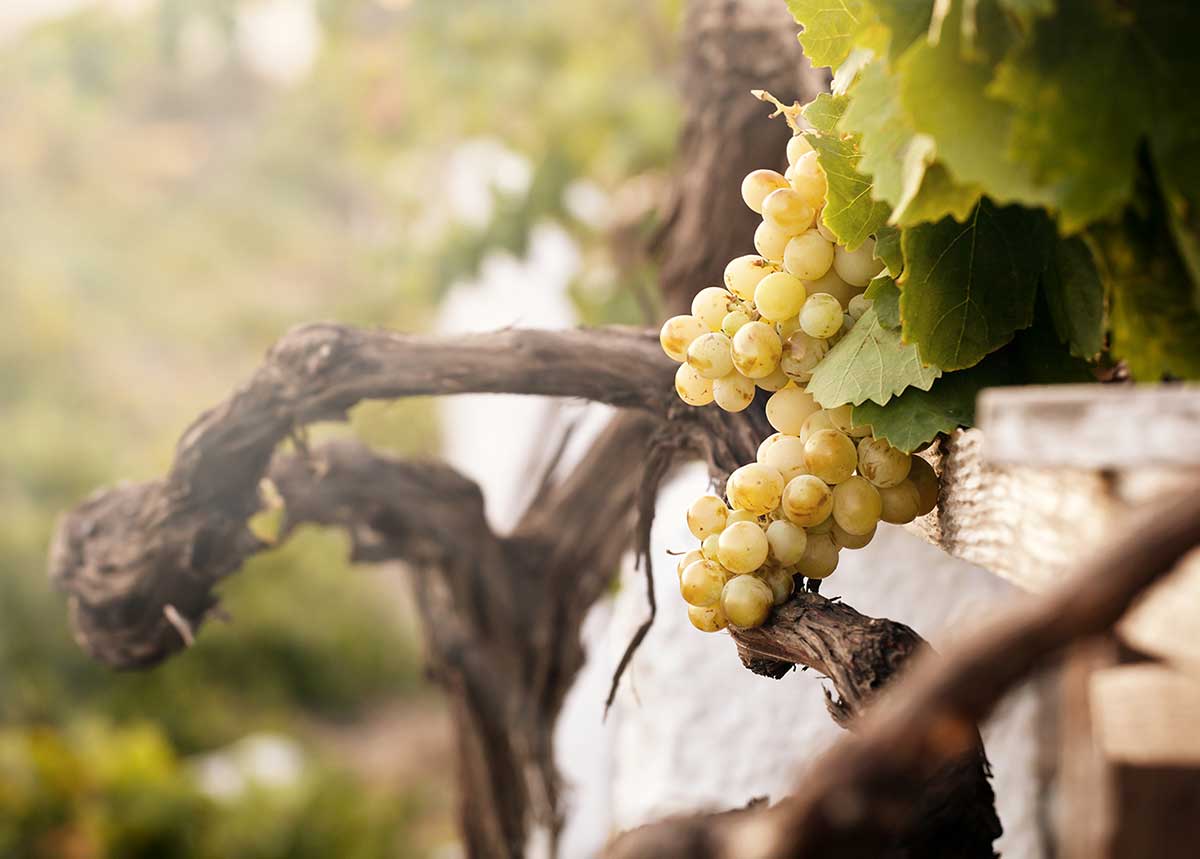 vinos de cádiz