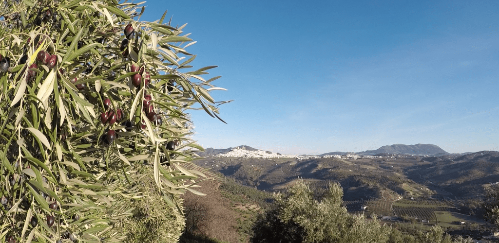 aceite de oliva ecológico