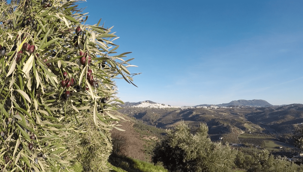 aceite de oliva ecológico